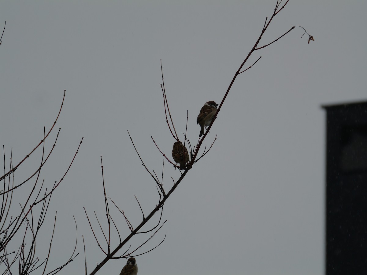 Gorrión Molinero - ML647807456