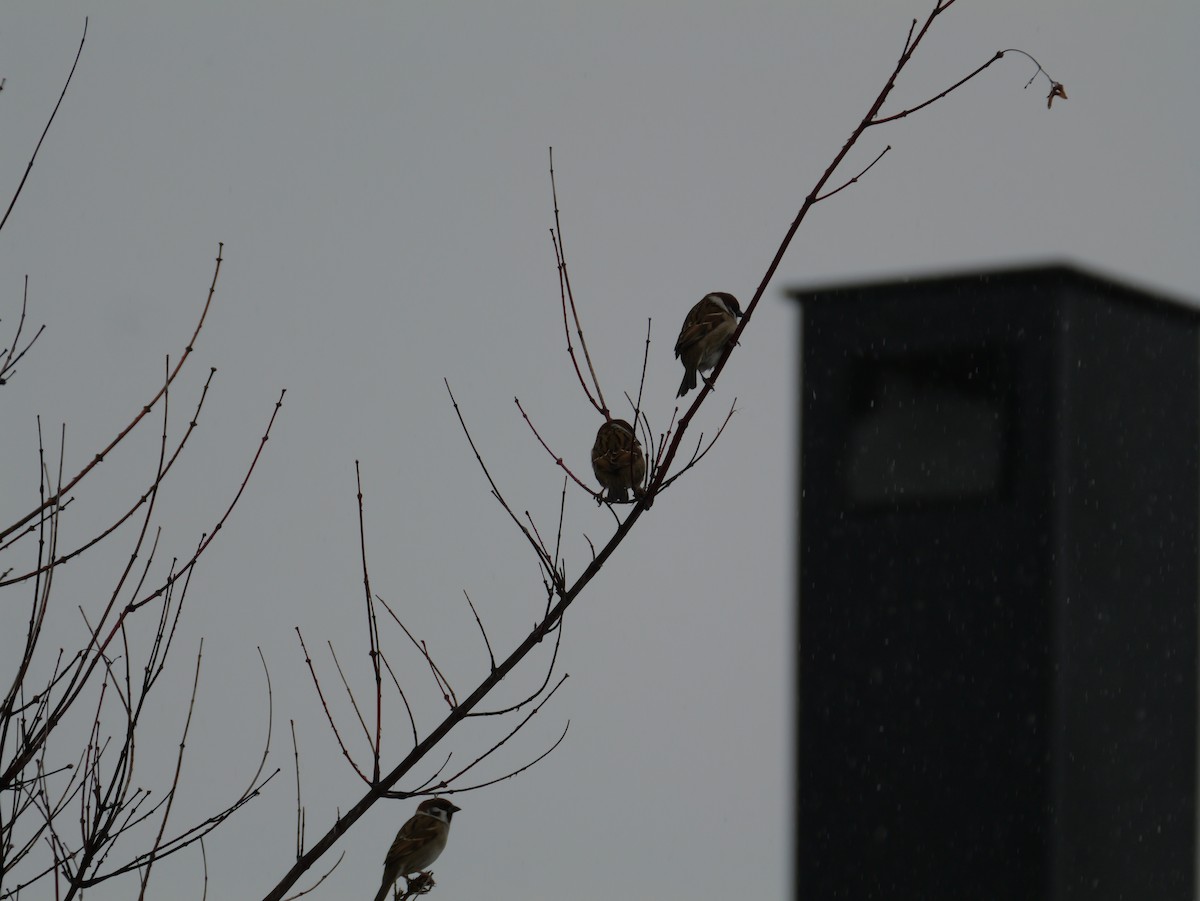 Горобець польовий - ML647807457