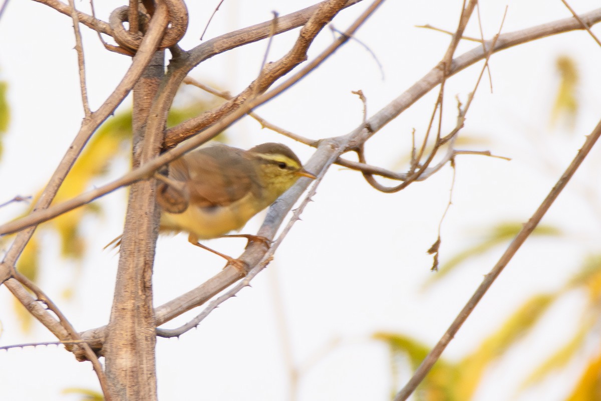 Tickell Çıvgını - ML647807464