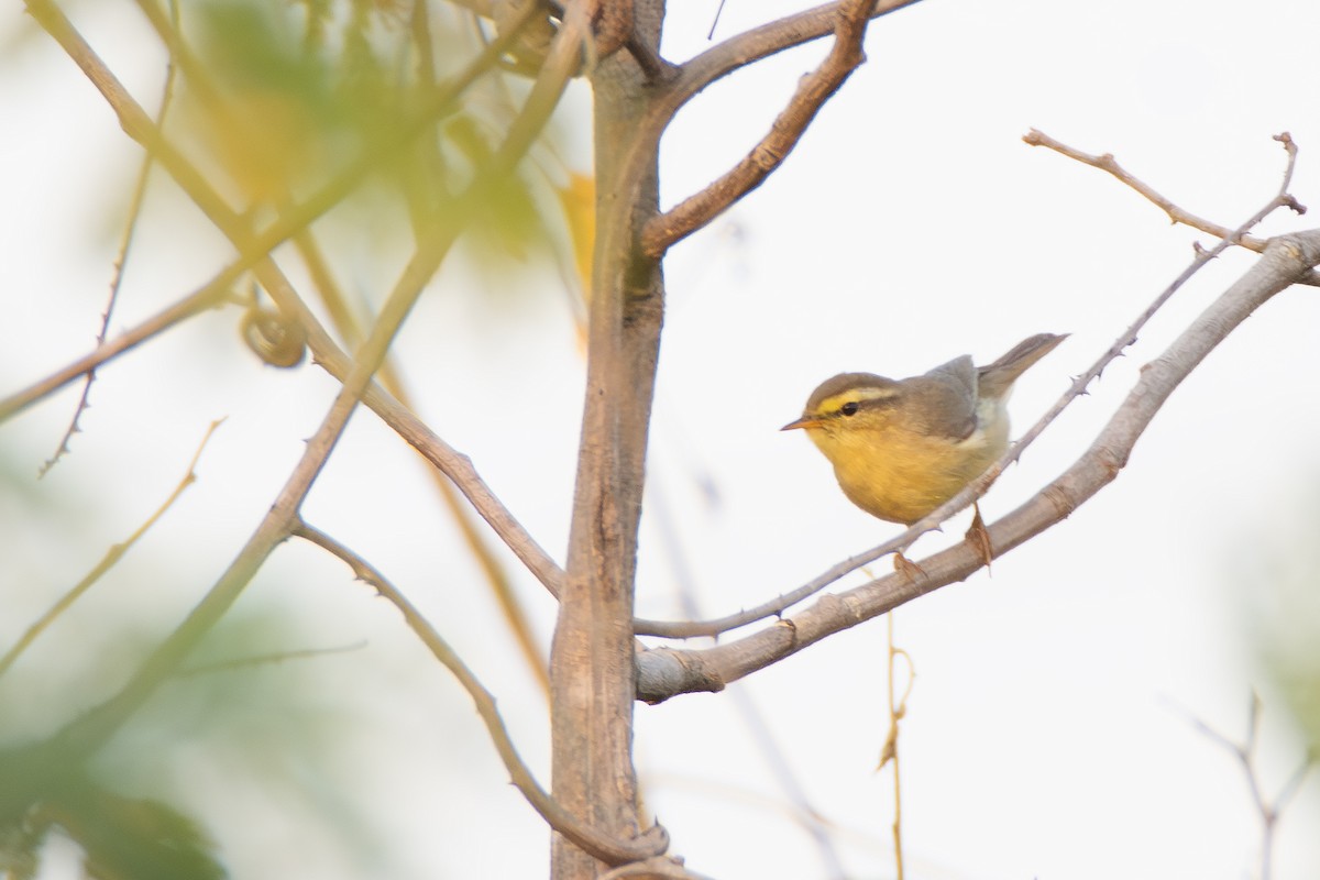 Tickell Çıvgını - ML647807465