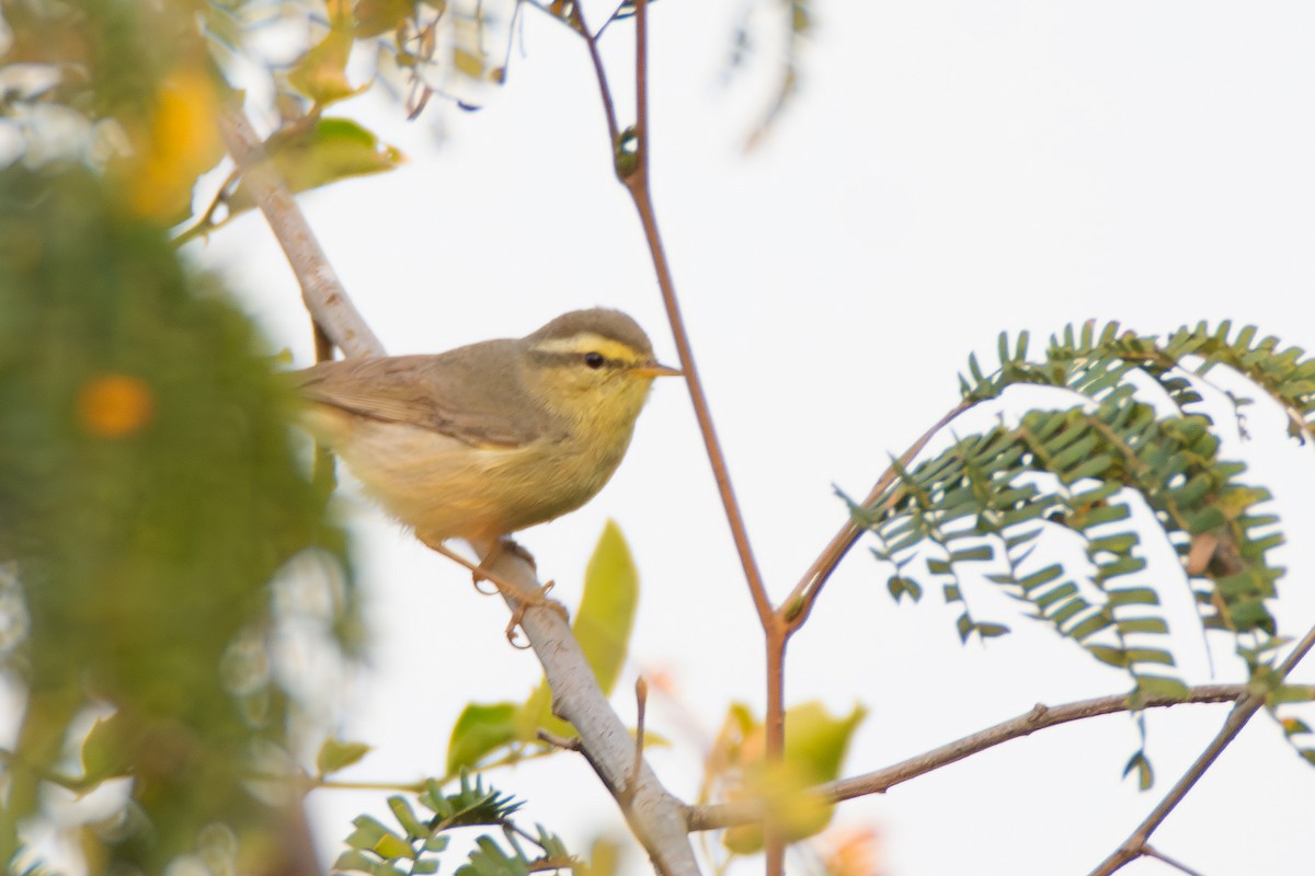 Tickell Çıvgını - ML647807466