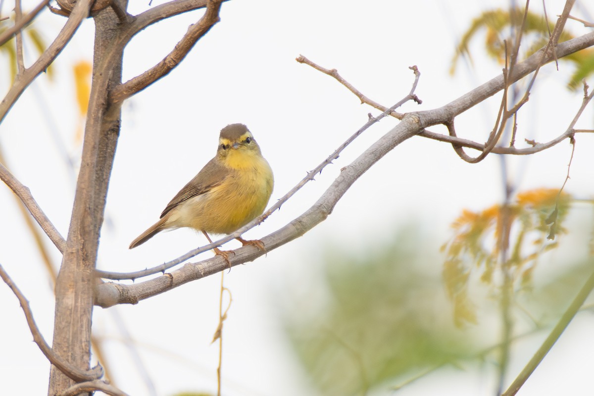 Tickell Çıvgını - ML647807467