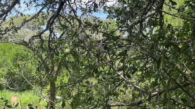 Alción Cabecipardo - ML647807474