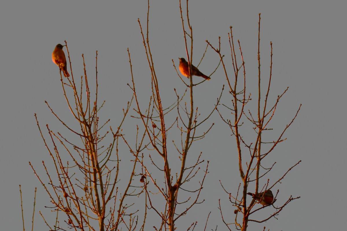 American Robin - ML647807478
