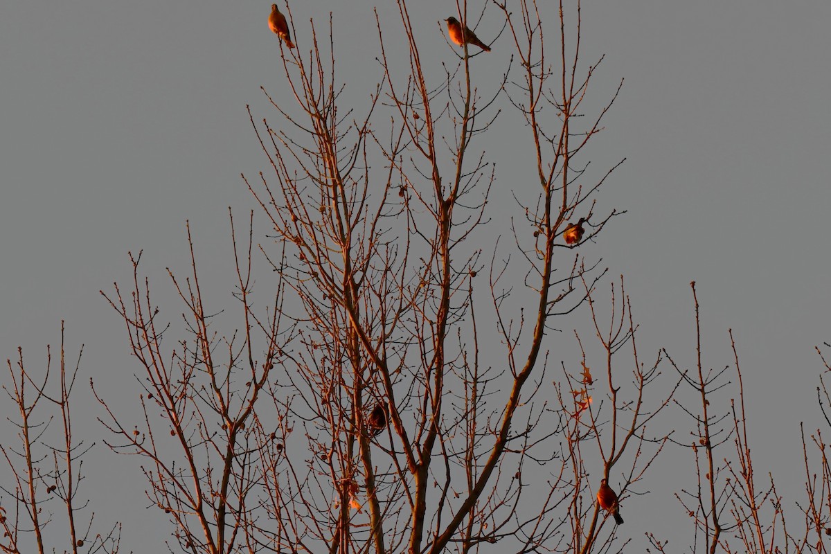 American Robin - ML647807479