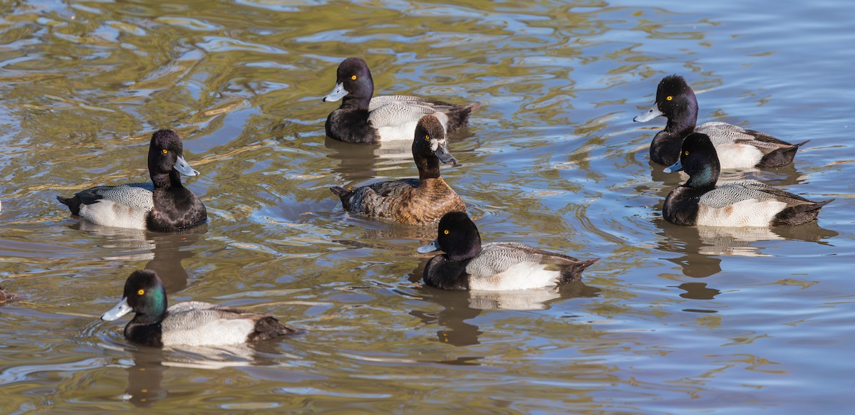 Lesser Scaup - ML647807481