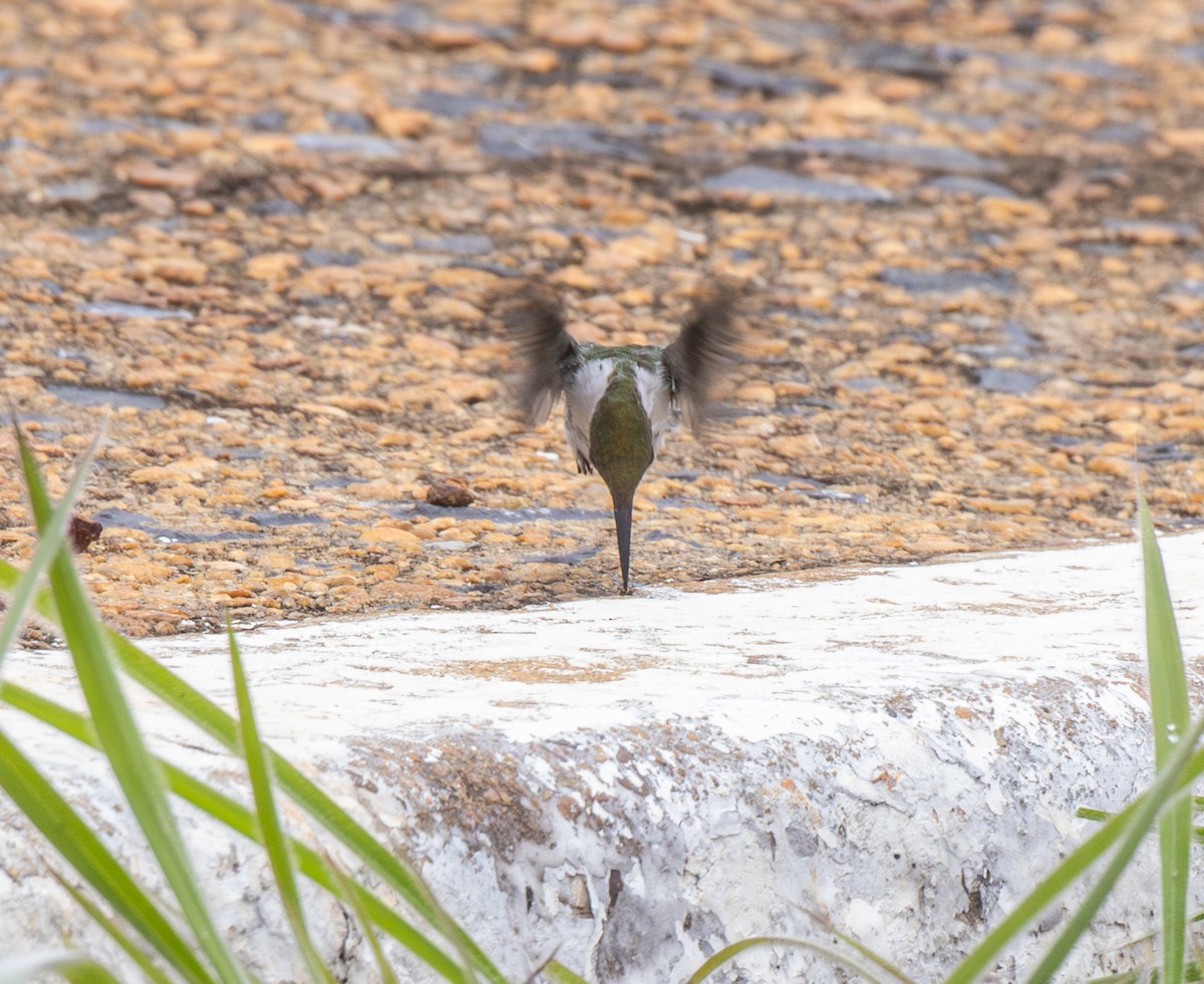 Horned Sungem - ML647807516