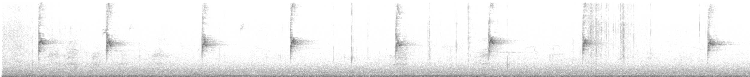 Chingolo Gorjiblanco - ML647807520