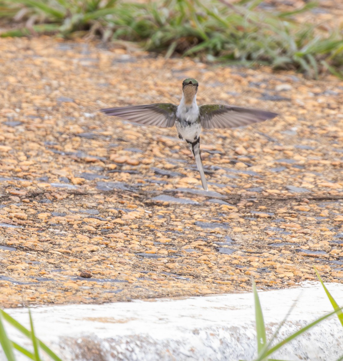 Horned Sungem - ML647807533