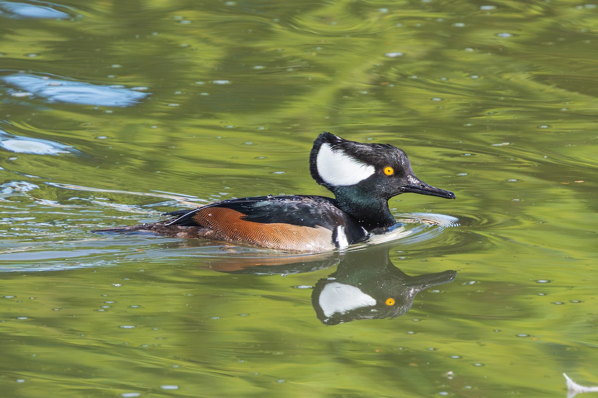 Hooded Merganser - ML647807538