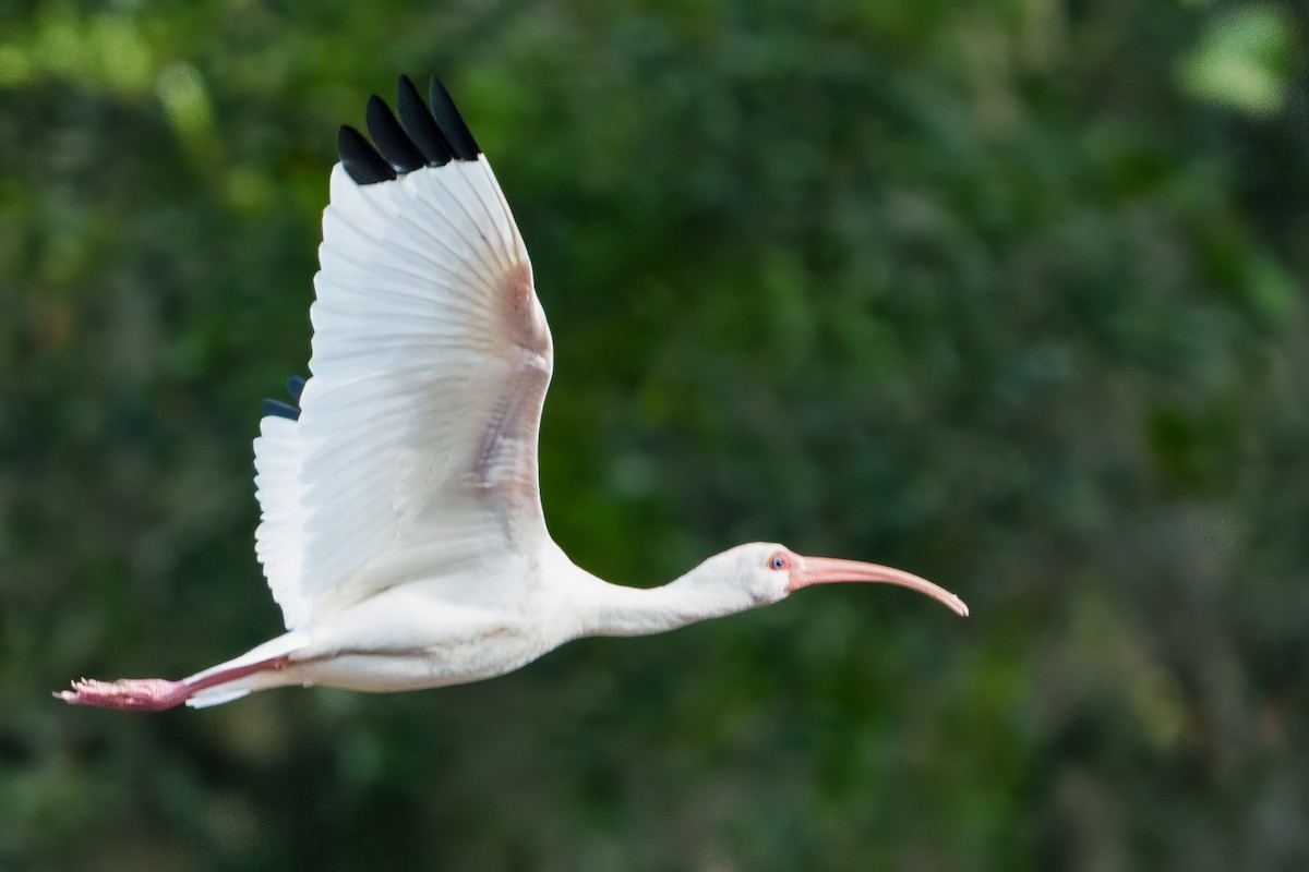 Ібіс білий - ML647807544