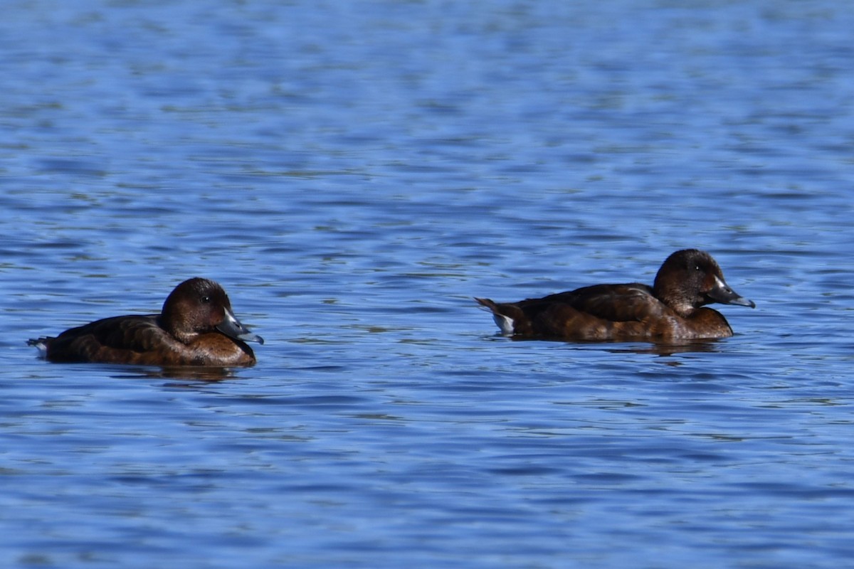 Hardhead - ML647807554