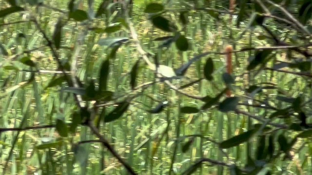 Tejedor Picogordo - ML647807559