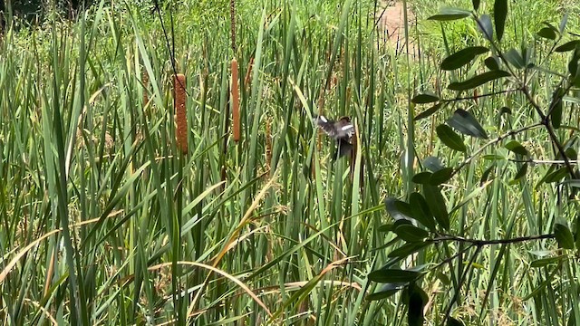 Tejedor Picogordo - ML647807560