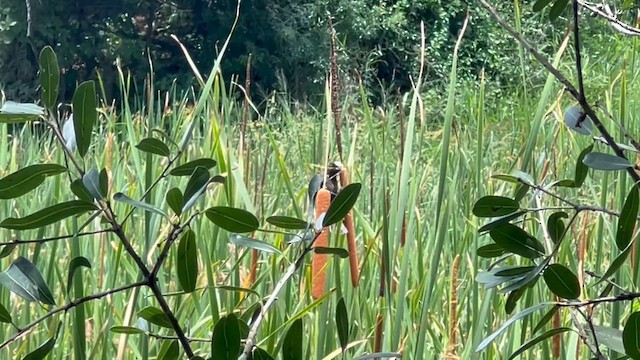 Tejedor Picogordo - ML647807561