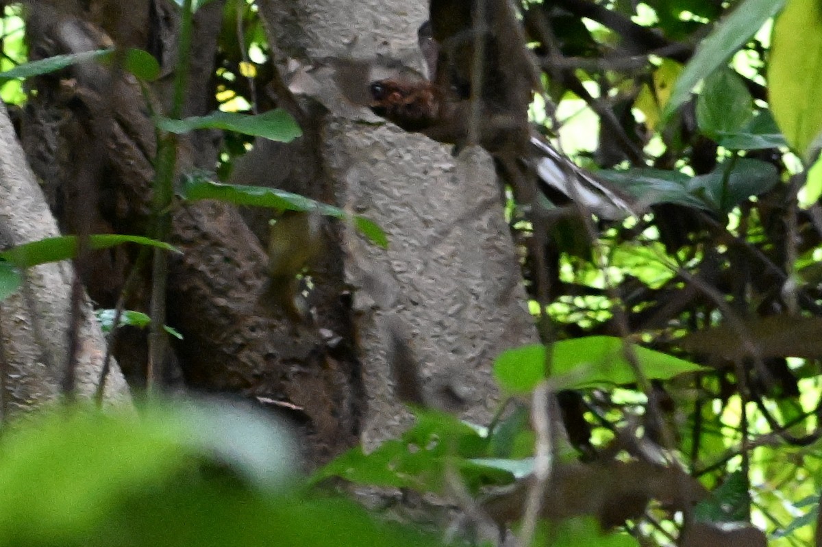 Ladder-tailed Nightjar - ML647807565