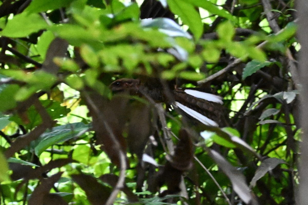 Ladder-tailed Nightjar - ML647807566