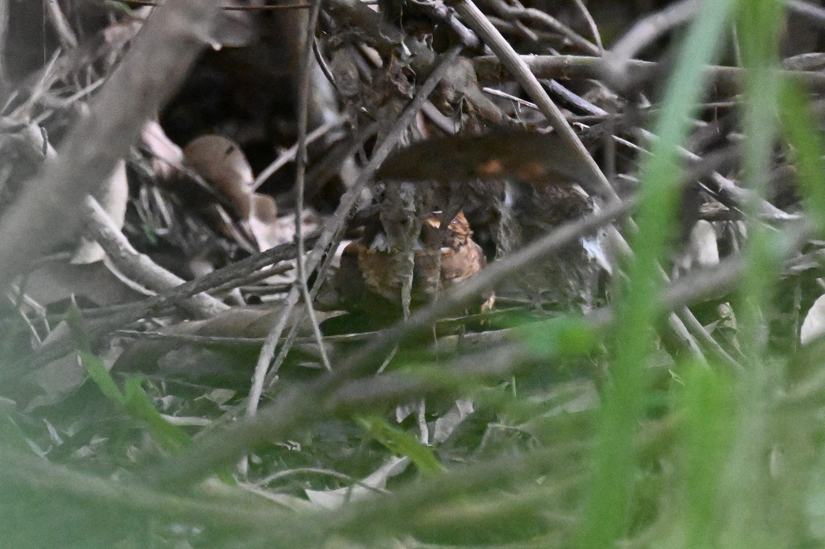 Ladder-tailed Nightjar - ML647807567