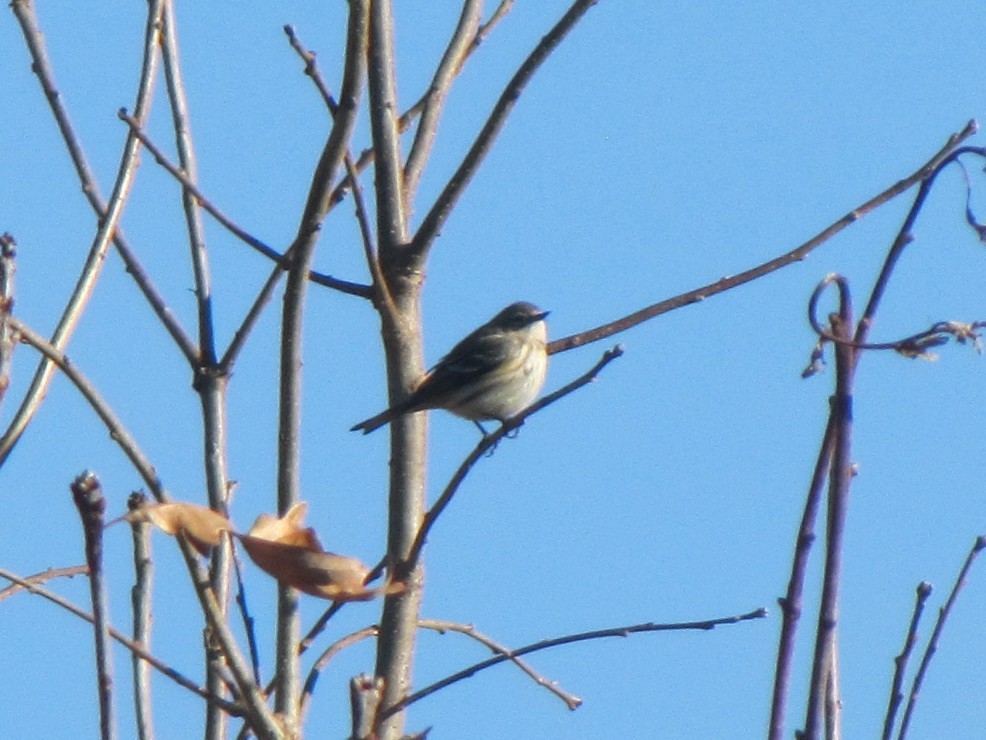 Yellow-rumped Warbler - ML647807568