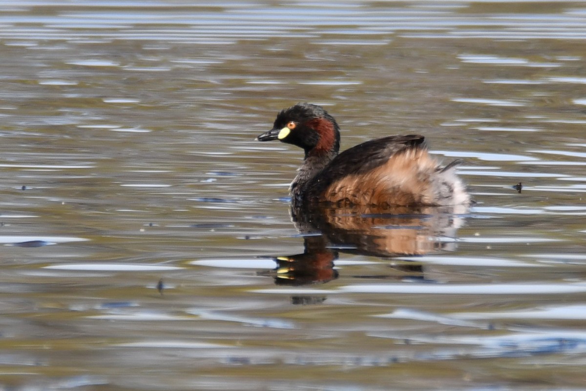 Australasian Grebe - ML647807571
