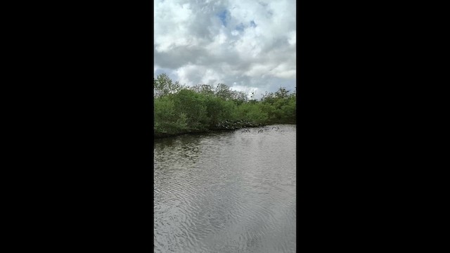 Cigüeñuela Cuellinegra - ML647807573