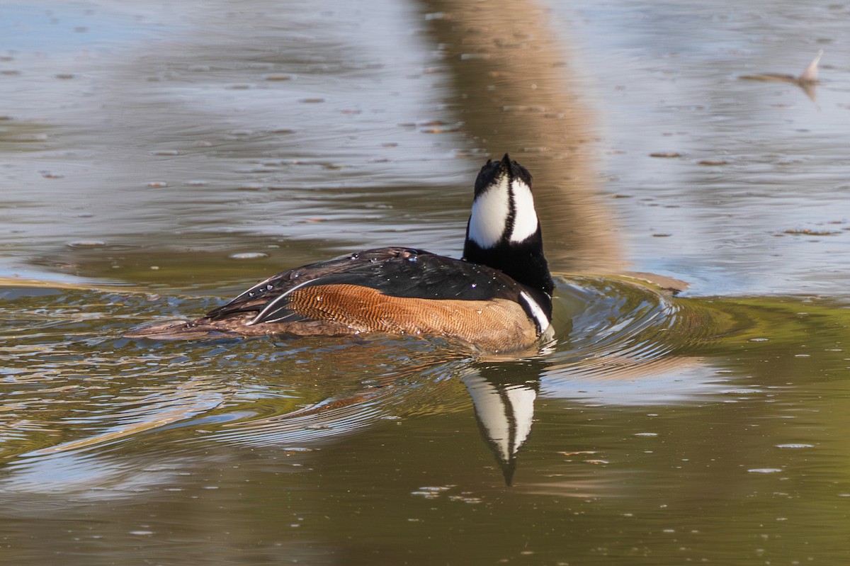 Hooded Merganser - ML647807577