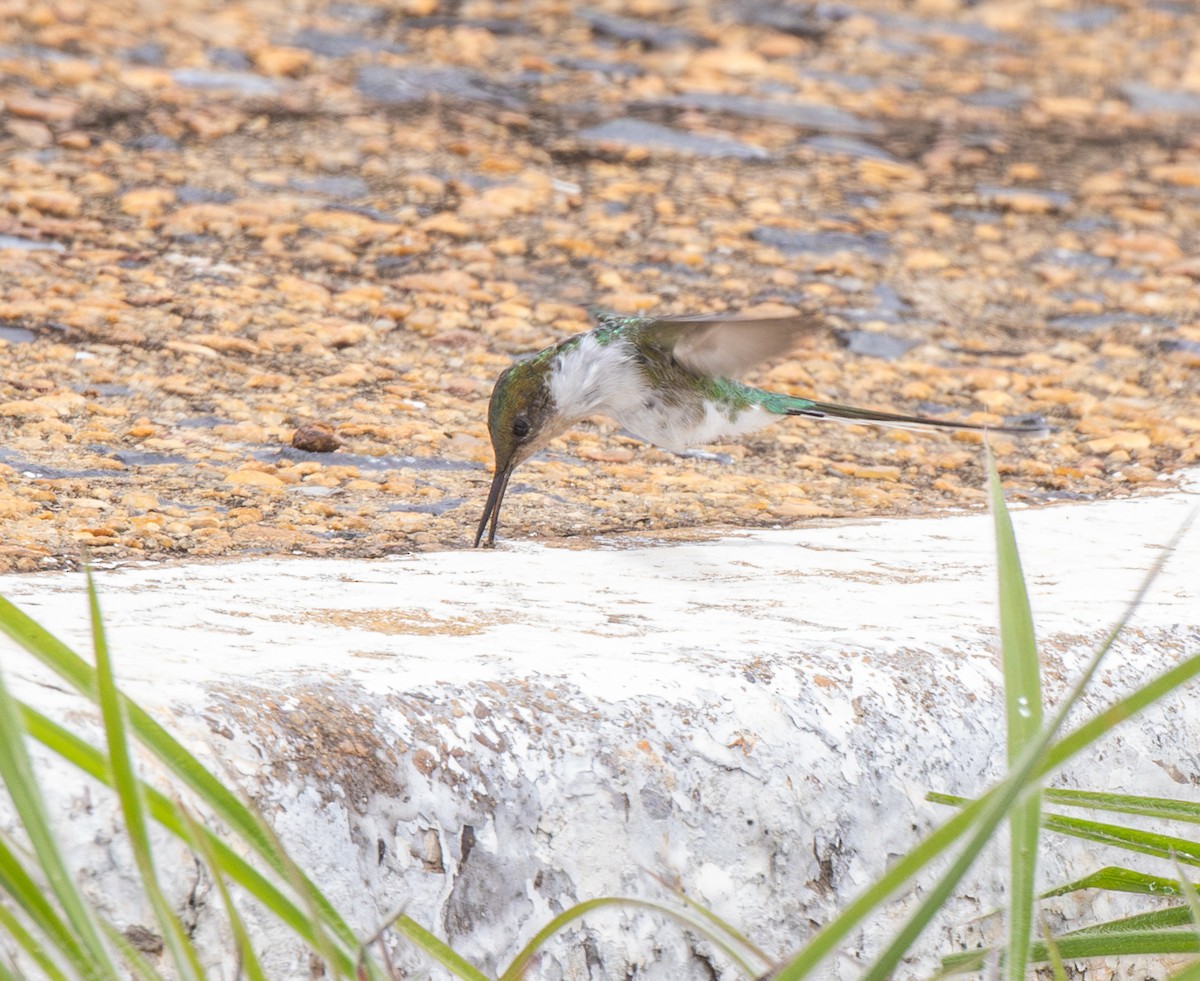 Horned Sungem - ML647807584