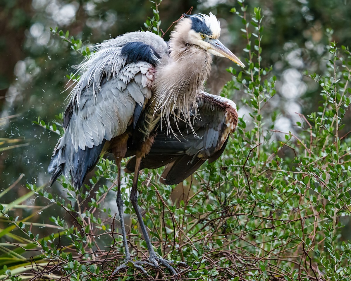 Great Blue Heron - ML647807588