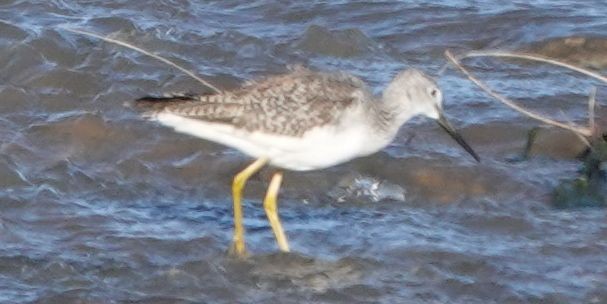 Greater Yellowlegs - ML647807589