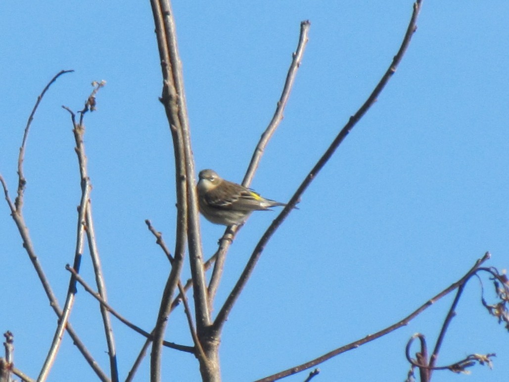 Yellow-rumped Warbler - ML647807599