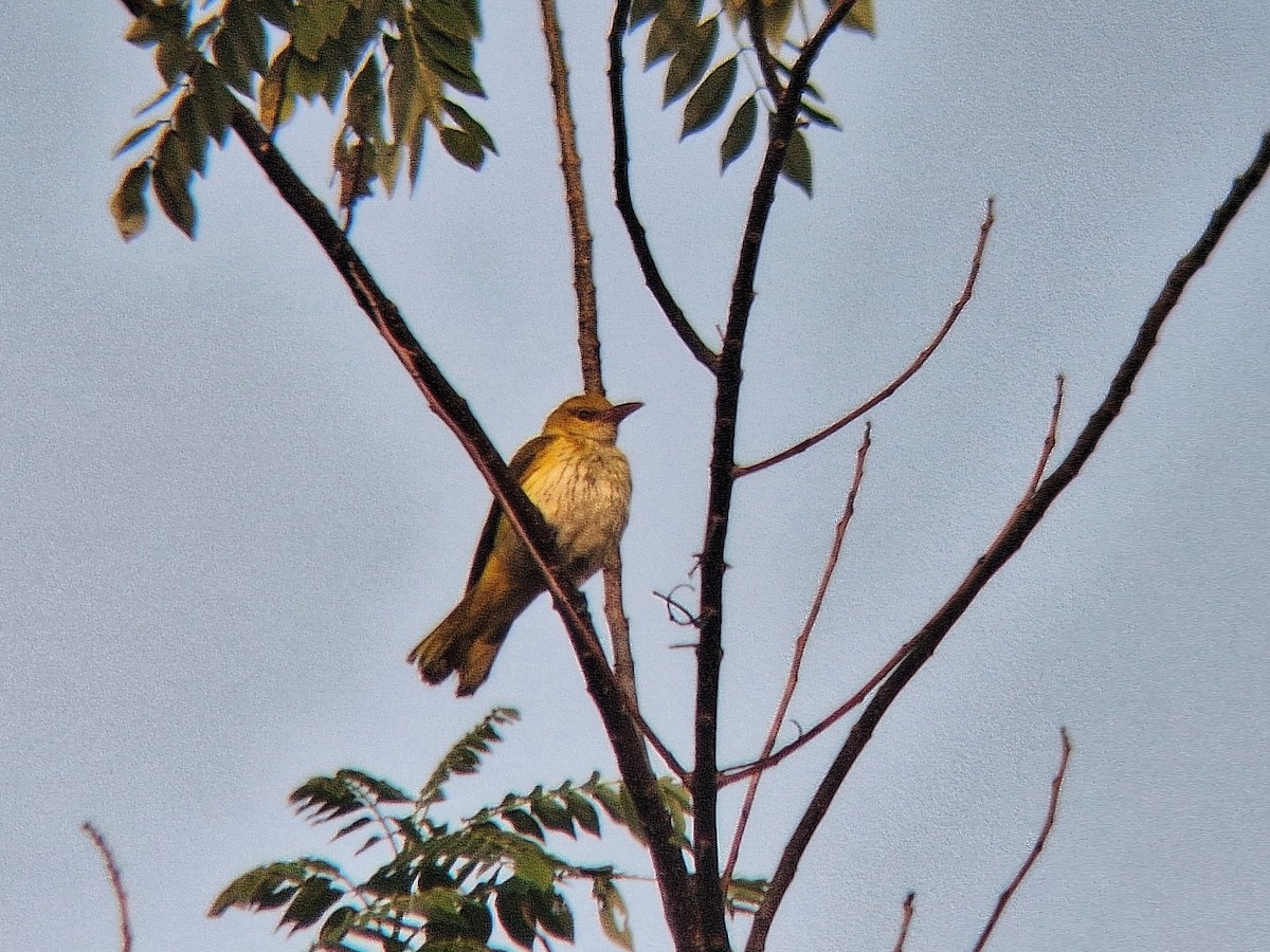 Loriot indien - ML647807601