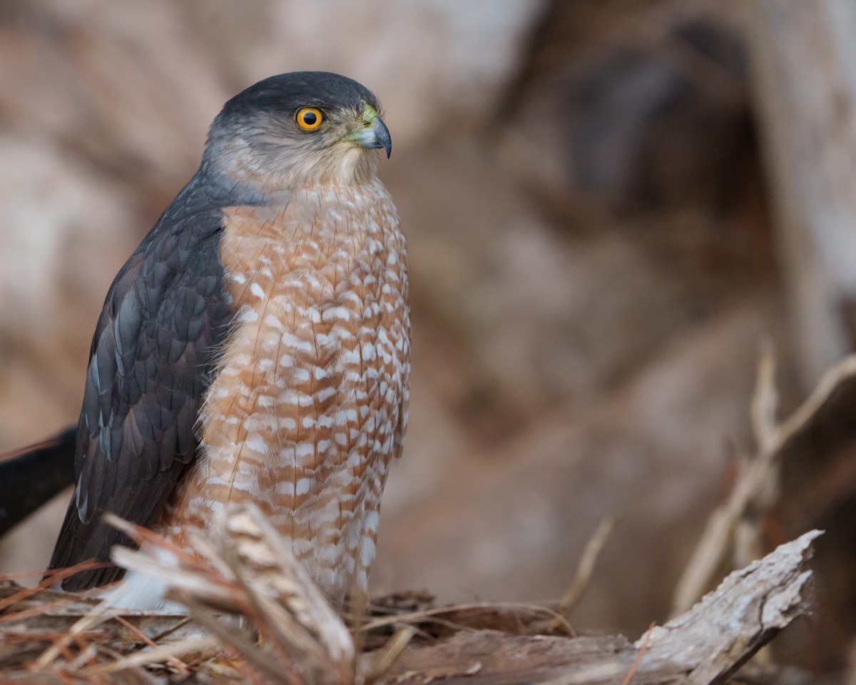 Cooper's Hawk - ML647807607