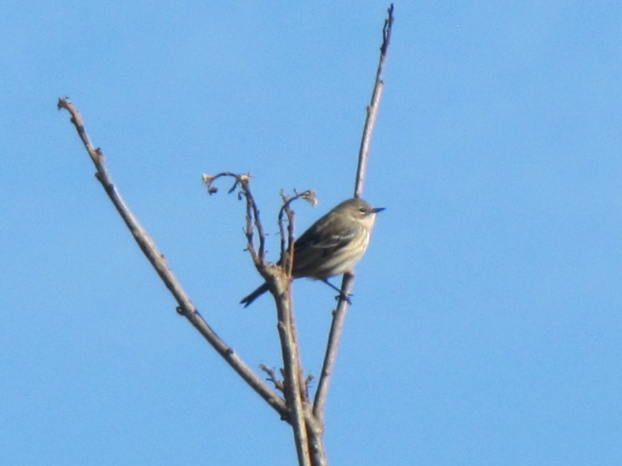 Yellow-rumped Warbler - ML647807619