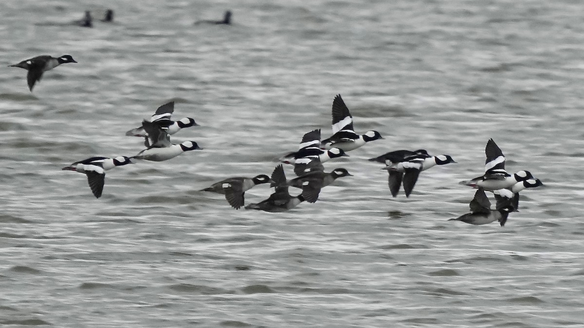 Гоголь-головастик - ML647807631