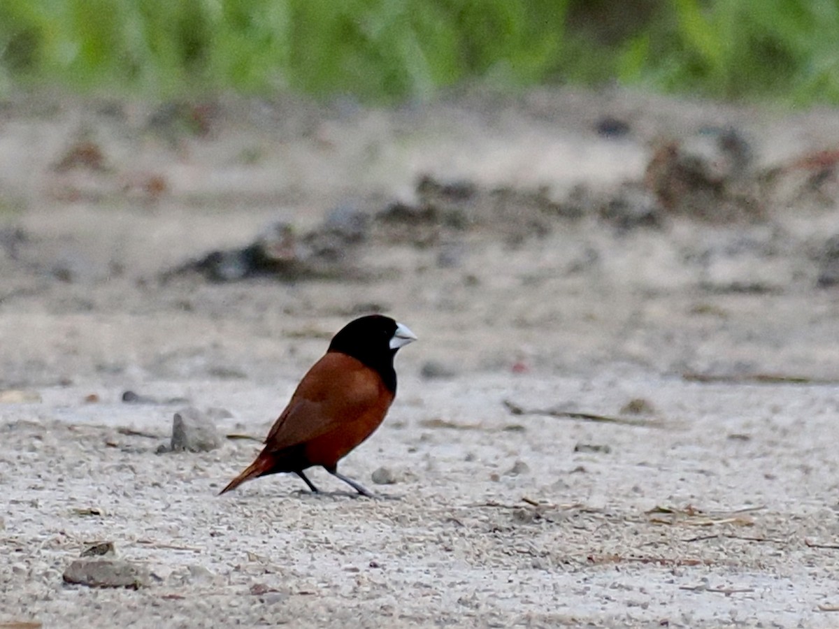 Capucin à tête noire - ML647807646