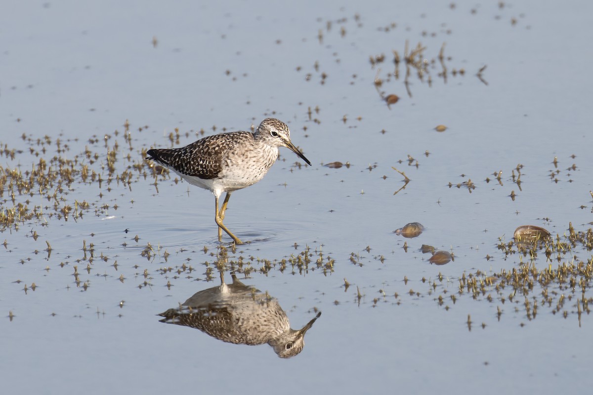 タカブシギ - ML647807651
