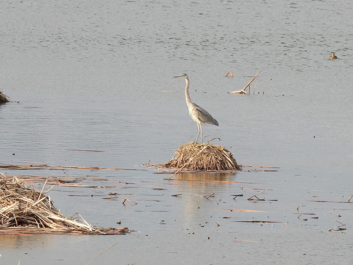 Great Blue Heron - ML647807653