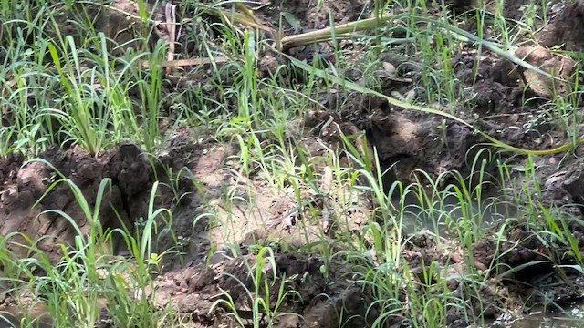 Estrilda Colinegra - ML647807657