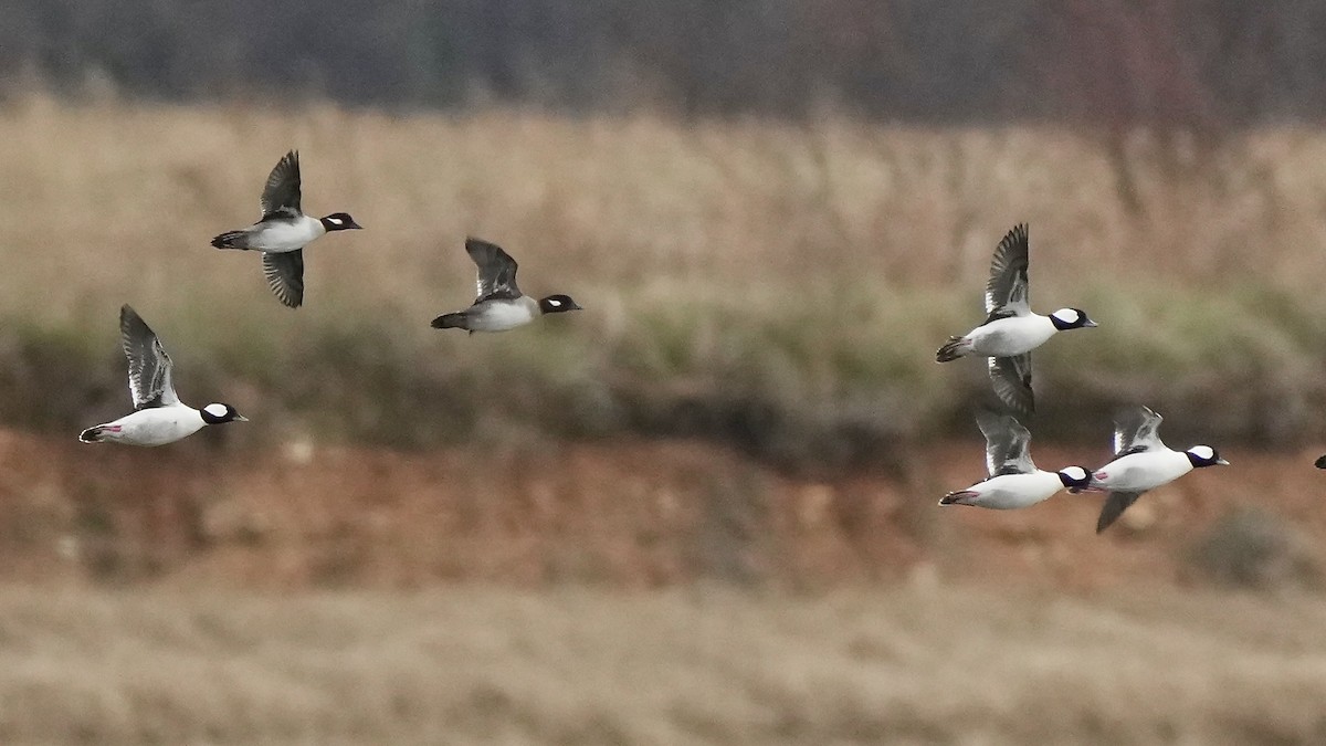 Гоголь-головастик - ML647807664