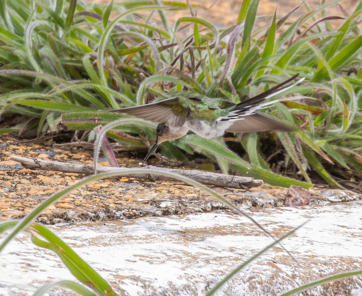 Horned Sungem - ML647807666