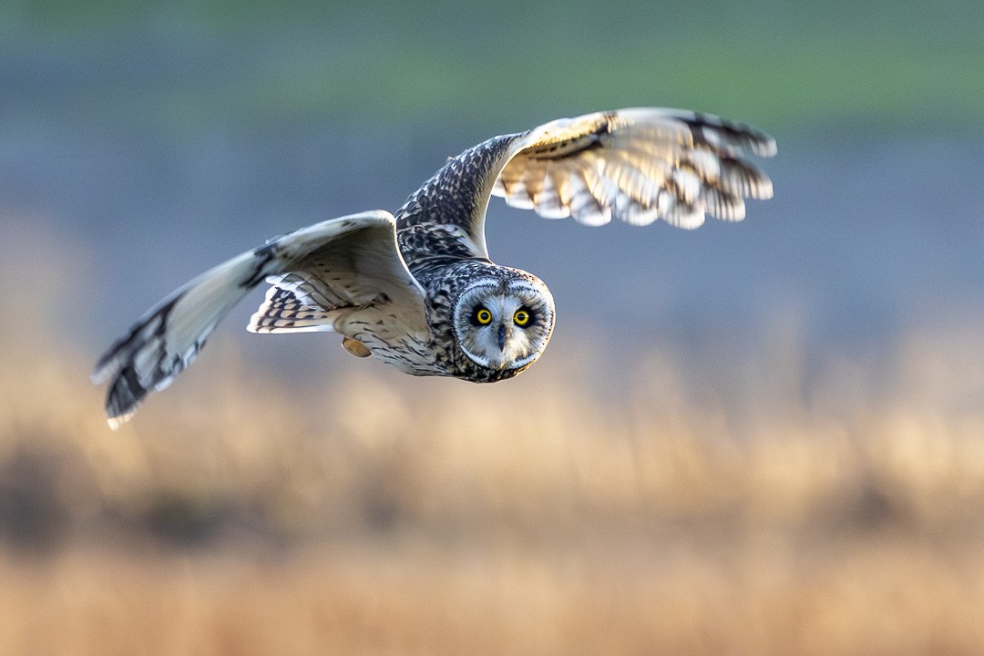 Short-eared Owl - ML647807676