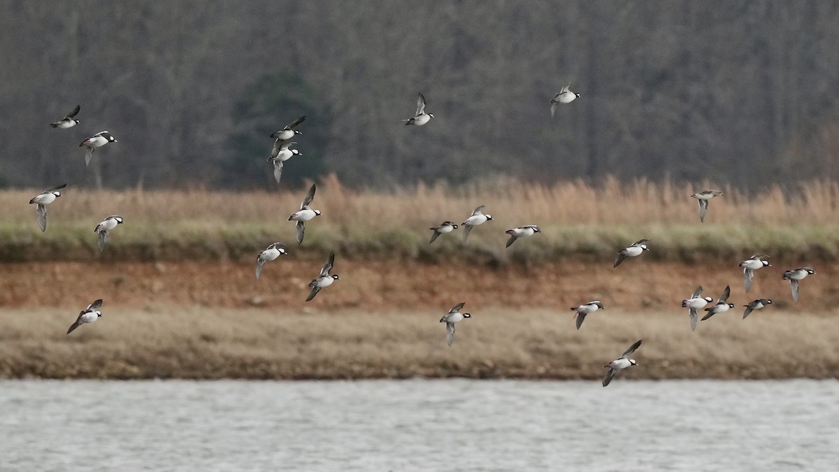 Гоголь-головастик - ML647807679