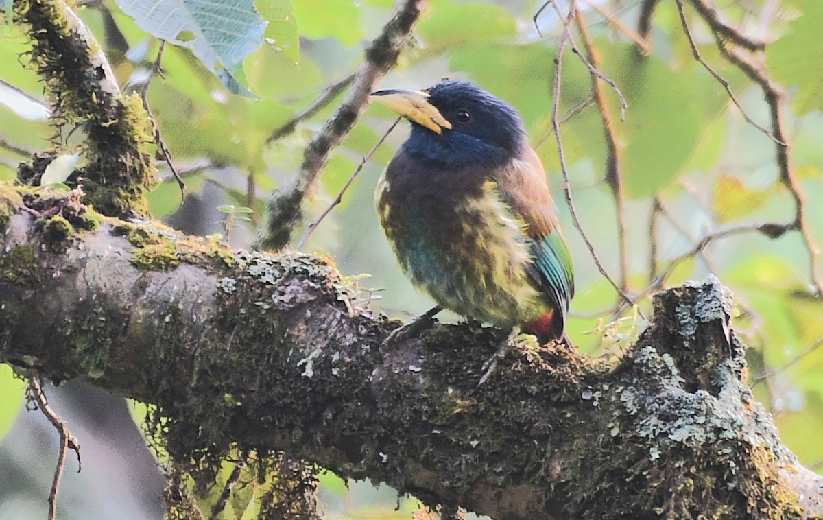 Great Barbet - ML647807683