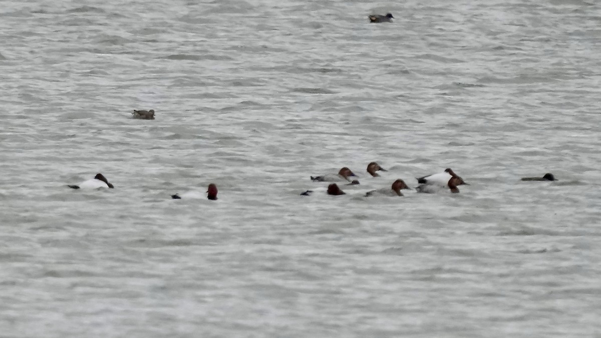 Büyük Elmabaş - ML647807686