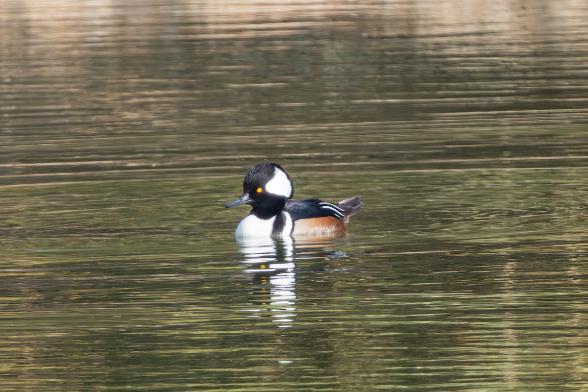Hooded Merganser - ML647807687
