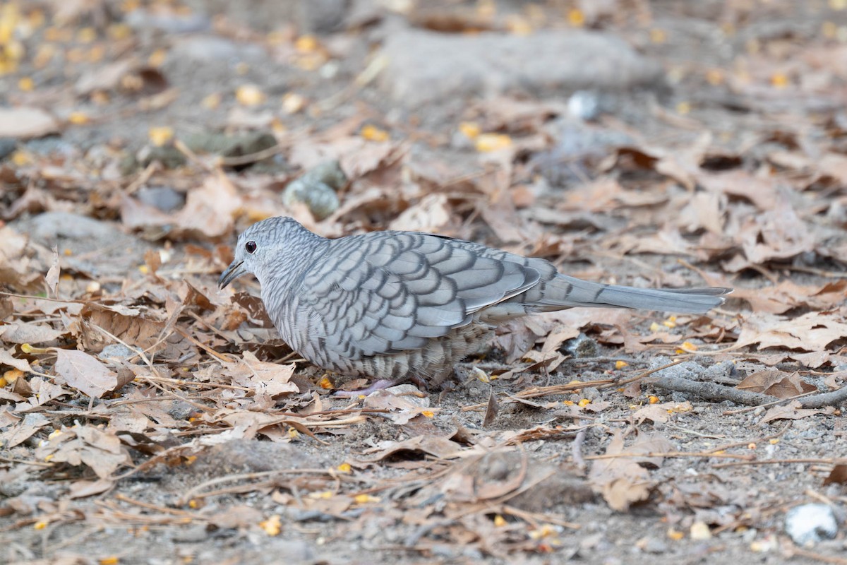 Inca Dove - ML647807691