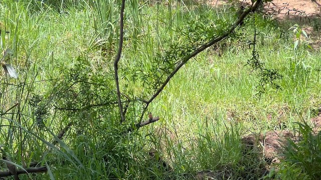 Southern Cordonbleu - ML647807695