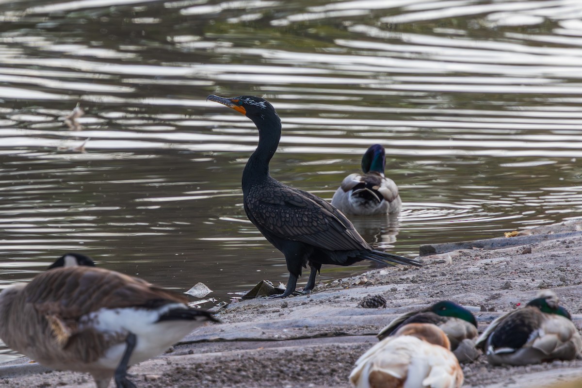 Neotropic Cormorant - ML647807705
