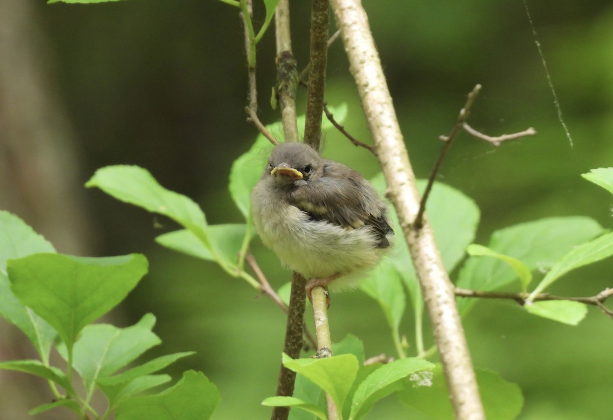 Eastern Wood-Pewee - ML647807707