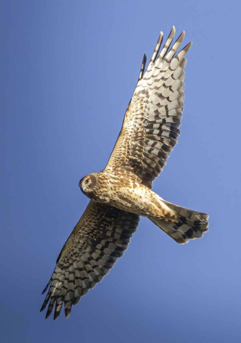 Лунь американський - ML647807713